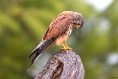 Naturhide-Carrusel53