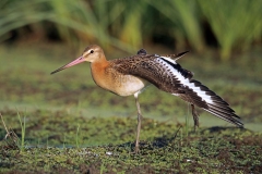 Naturhide-Carrusel54