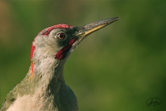 Naturhide-Carrusel55
