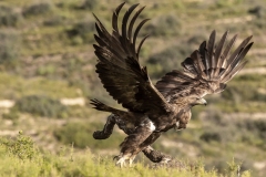 Naturhide-Carrusel56