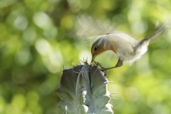 Naturhide-Carrusel58