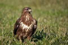 Naturhide-Carrusel59
