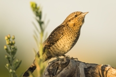 Naturhide-Carrusel6