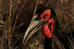 Naturhide-Carrusel60