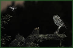 Naturhide-Carrusel64