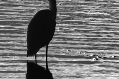 Naturhide-Carrusel65