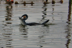 Naturhide-Carrusel66