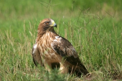 Naturhide-Carrusel68