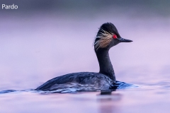 Naturhide-Carrusel71