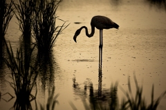 Naturhide-Carrusel74