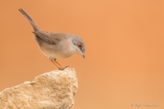 Naturhide-Carrusel76