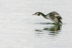 Naturhide-Carrusel77
