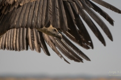 Naturhide-Carrusel78