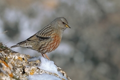 Naturhide-Carrusel79