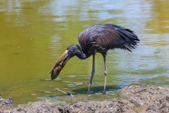 Naturhide-Carrusel8