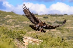 Naturhide-Carrusel80