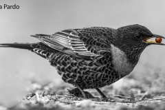 Naturhide-Carrusel82