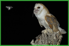 Naturhide-Carrusel85