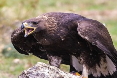 Naturhide-Carrusel86