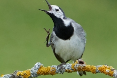 Naturhide-Carrusel87