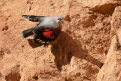 Naturhide-Carrusel88