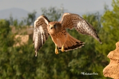 Naturhide-Carrusel89