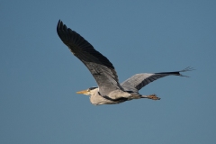 Naturhide-Carrusel94