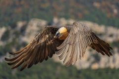 Naturhide-Carrusel97