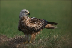 Naturhide-Carrusel99